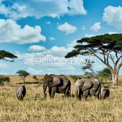 Majestic African elephants strolling across the savannah under a beautiful blue sky