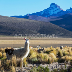 Scenic view of a picturesque alpaca grazing in a sprawling plain